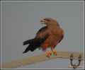 Черный коршун фото (Milvus migrans) - изображение №694 onbird.ru.<br>Источник: www.birdforum.net